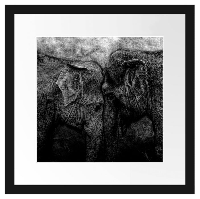 Schmusendes altes Elefantenpaar, Monochrome Passepartout Quadratisch 40