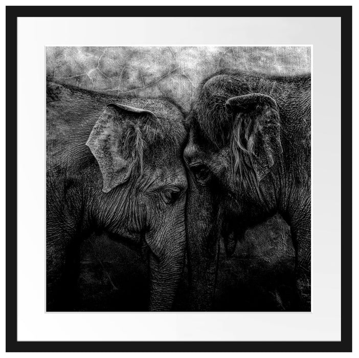 Schmusendes altes Elefantenpaar, Monochrome Passepartout Quadratisch 55