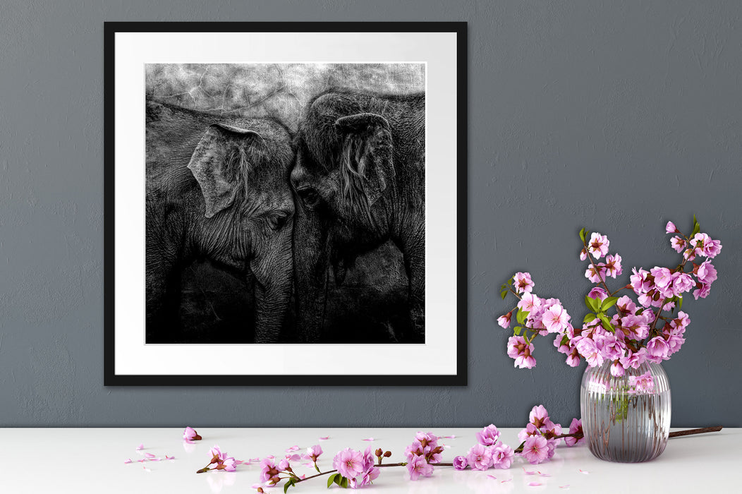 Schmusendes altes Elefantenpaar, Monochrome Passepartout Detail Quadratisch