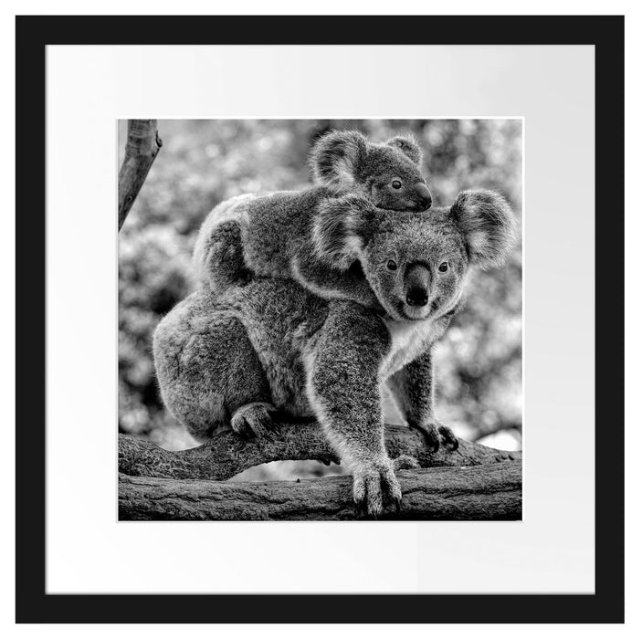 Koala Mutter mit Kind auf dem Rücken, Monochrome Passepartout Quadratisch 40