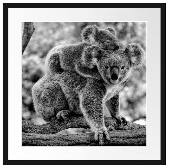 Koala Mutter mit Kind auf dem Rücken, Monochrome Passepartout Quadratisch 55