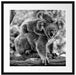 Koala Mutter mit Kind auf dem Rücken, Monochrome Passepartout Quadratisch 55
