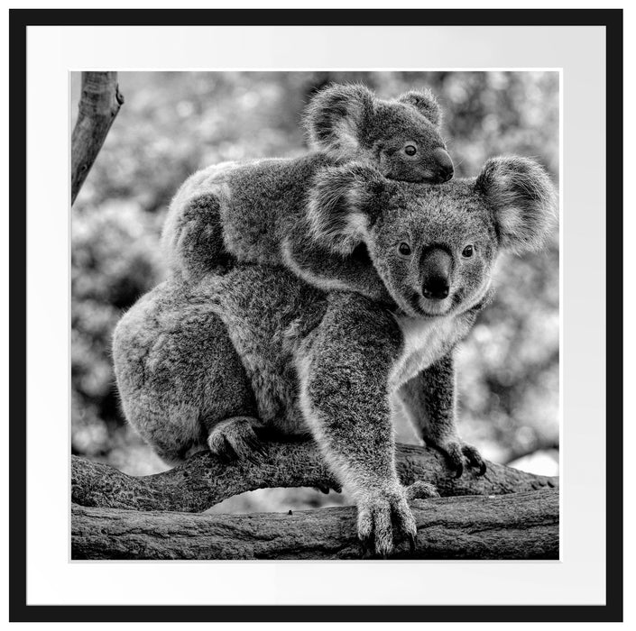 Koala Mutter mit Kind auf dem Rücken, Monochrome Passepartout Quadratisch 70
