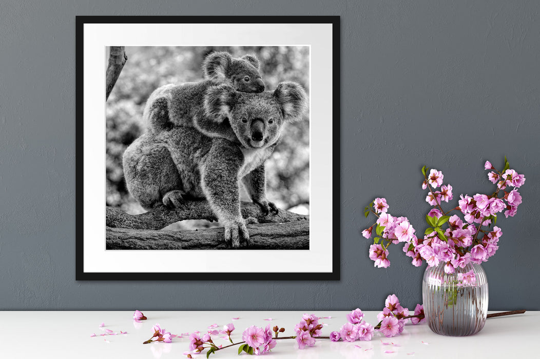 Koala Mutter mit Kind auf dem Rücken, Monochrome Passepartout Detail Quadratisch