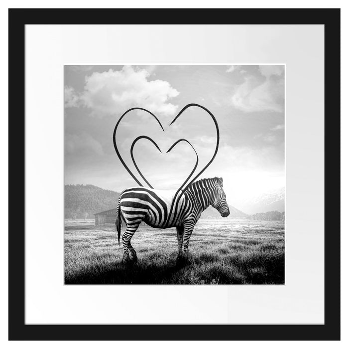 Zebra mit Herzbotschaft in der Savanne, Monochrome Passepartout Quadratisch 40