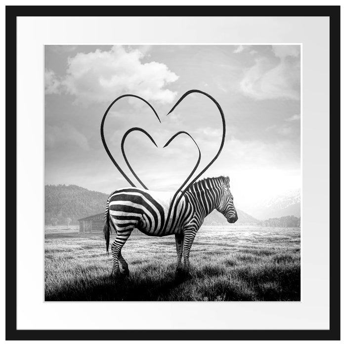 Zebra mit Herzbotschaft in der Savanne, Monochrome Passepartout Quadratisch 55