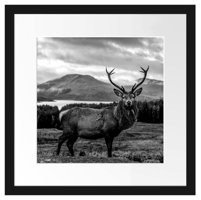 Hirsch in atemberaubender Landschaft, Monochrome Passepartout Quadratisch 40