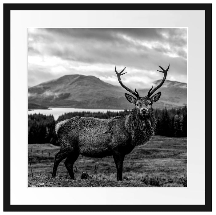 Hirsch in atemberaubender Landschaft, Monochrome Passepartout Quadratisch 55