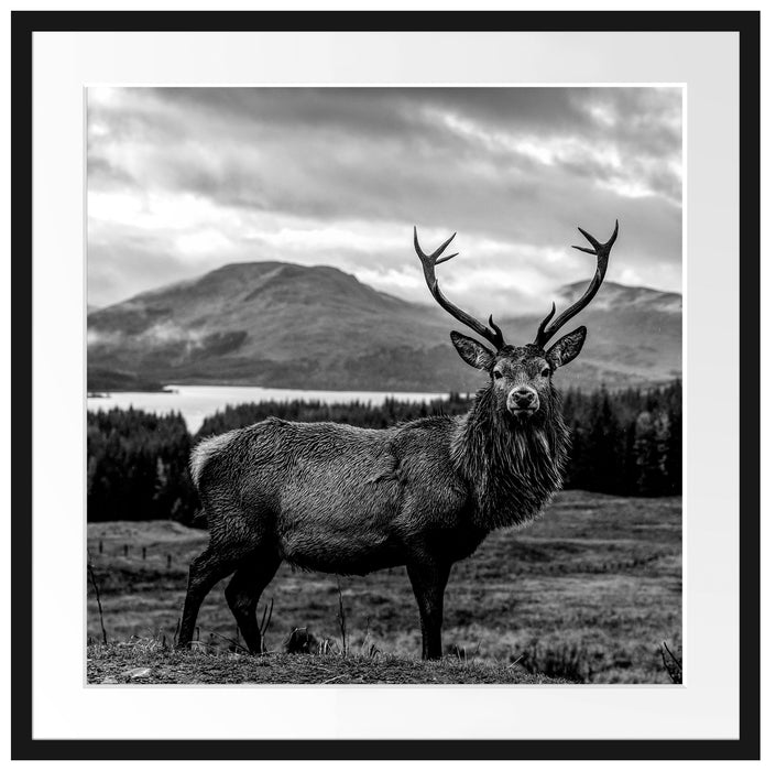 Hirsch in atemberaubender Landschaft, Monochrome Passepartout Quadratisch 70