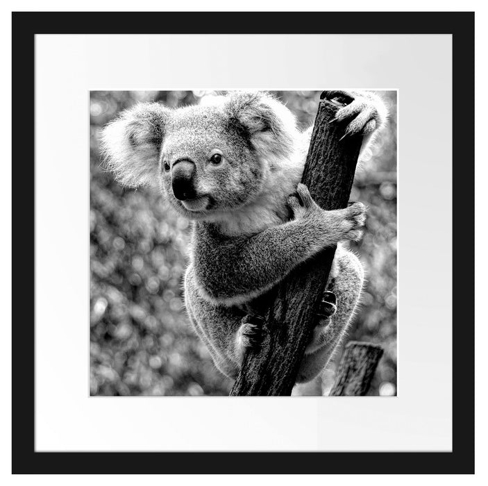 Neugieriger Koala an Baumstamm, Monochrome Passepartout Quadratisch 40