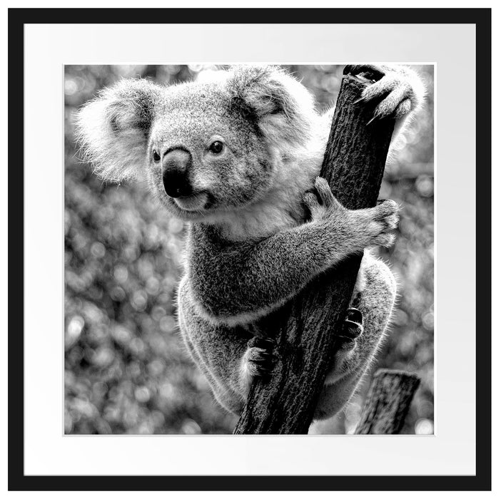 Neugieriger Koala an Baumstamm, Monochrome Passepartout Quadratisch 55