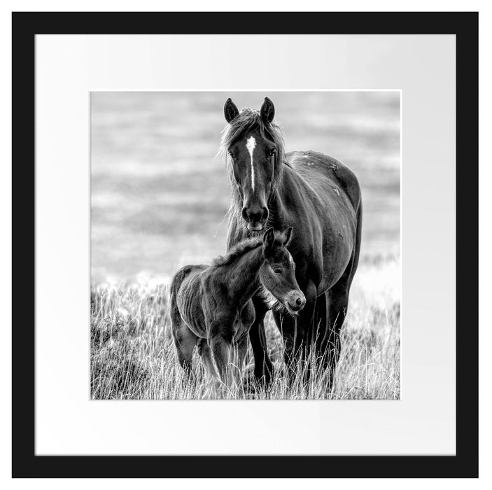 Pferdemutter mit Fohlen auf Wiese, Monochrome Passepartout Quadratisch 40