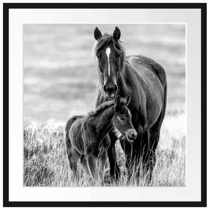 Pferdemutter mit Fohlen auf Wiese, Monochrome Passepartout Quadratisch 70