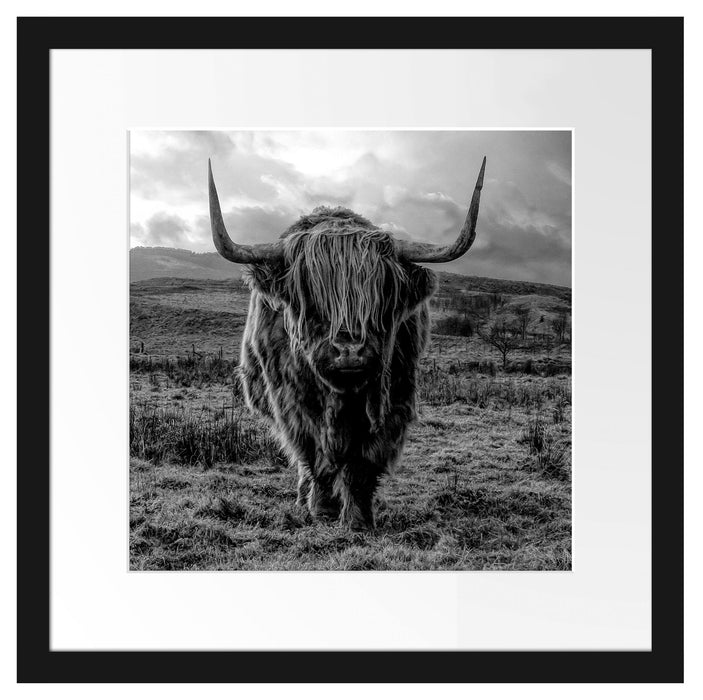 Highlandrind bei Sonnenuntergang, Monochrome Passepartout Quadratisch 40