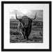 Highlandrind bei Sonnenuntergang, Monochrome Passepartout Quadratisch 40