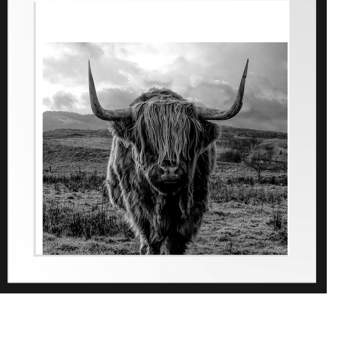 Highlandrind bei Sonnenuntergang, Monochrome Passepartout Quadratisch 55