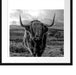 Highlandrind bei Sonnenuntergang, Monochrome Passepartout Quadratisch 55