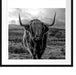 Highlandrind bei Sonnenuntergang, Monochrome Passepartout Quadratisch 70