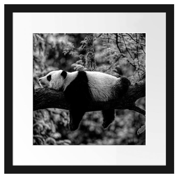 Schlafender Panda auf Baumstamm, Monochrome Passepartout Quadratisch 40
