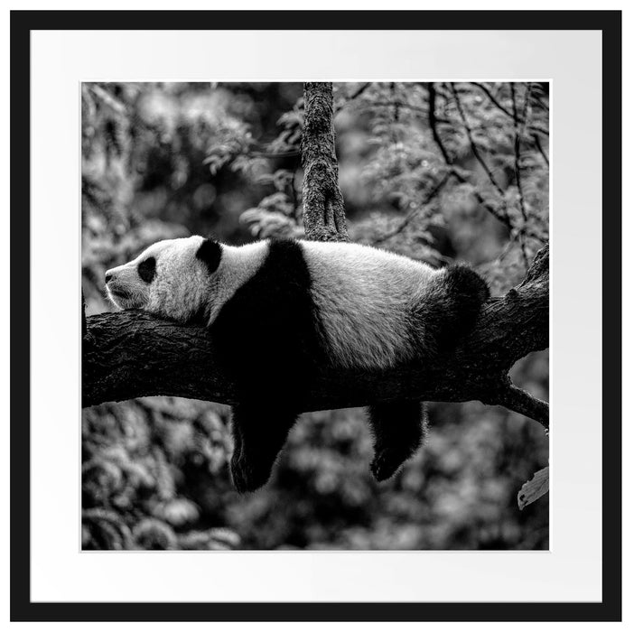 Schlafender Panda auf Baumstamm, Monochrome Passepartout Quadratisch 55