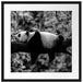 Schlafender Panda auf Baumstamm, Monochrome Passepartout Quadratisch 55