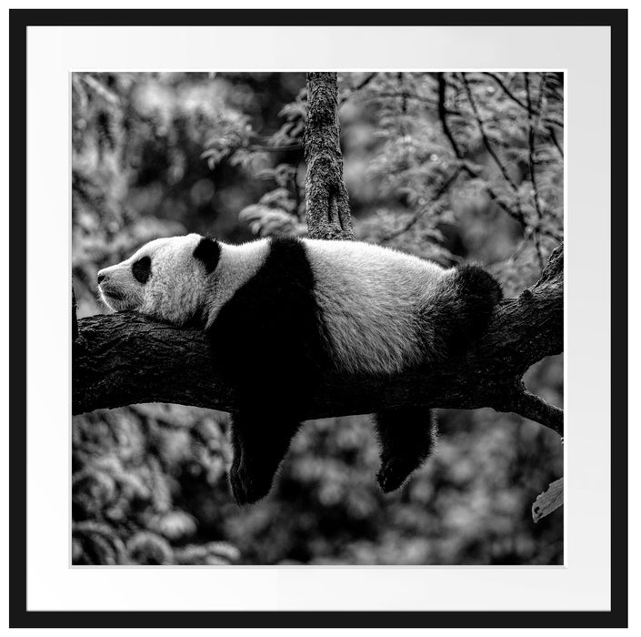 Schlafender Panda auf Baumstamm, Monochrome Passepartout Quadratisch 70