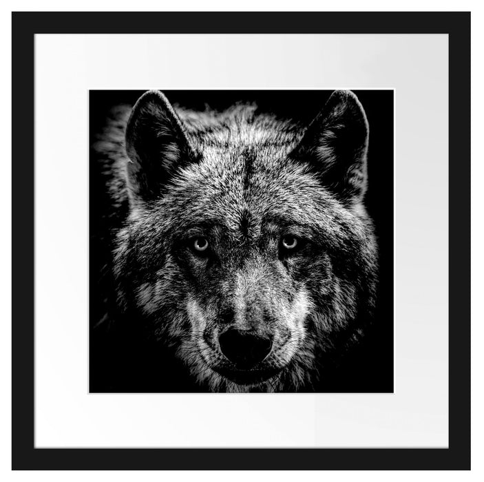 Nahaufnahme Wolf mit gelben Augen, Monochrome Passepartout Quadratisch 40