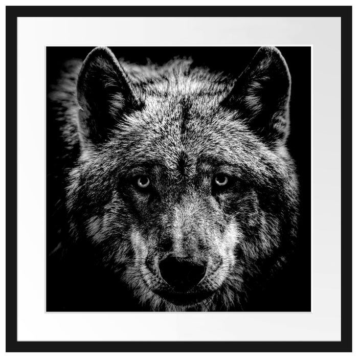 Nahaufnahme Wolf mit gelben Augen, Monochrome Passepartout Quadratisch 55