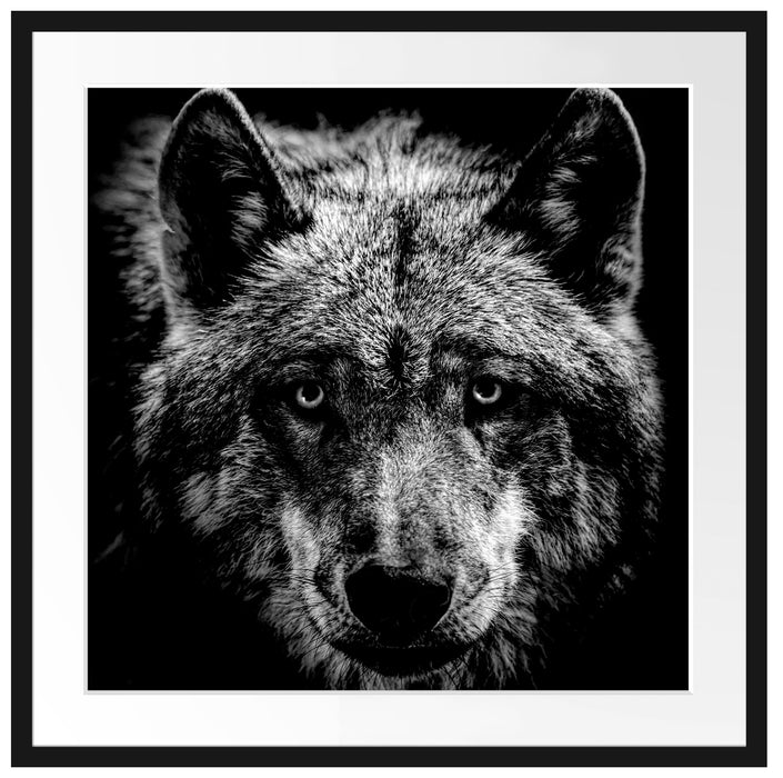 Nahaufnahme Wolf mit gelben Augen, Monochrome Passepartout Quadratisch 70