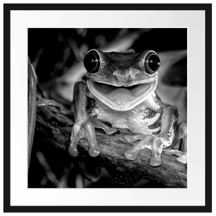 Lachender Frosch mit roten Augen auf Ast, Monochrome Passepartout Quadratisch 55