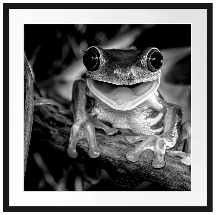 Lachender Frosch mit roten Augen auf Ast, Monochrome Passepartout Quadratisch 70