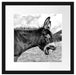 Brüllender Esel auf grüner Bergwiese, Monochrome Passepartout Quadratisch 40