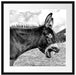 Brüllender Esel auf grüner Bergwiese, Monochrome Passepartout Quadratisch 55