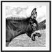 Brüllender Esel auf grüner Bergwiese, Monochrome Passepartout Quadratisch 70