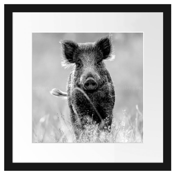 Neugieriges Wildschwein auf einem Feld, Monochrome Passepartout Quadratisch 40