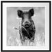 Neugieriges Wildschwein auf einem Feld, Monochrome Passepartout Quadratisch 55