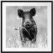 Neugieriges Wildschwein auf einem Feld, Monochrome Passepartout Quadratisch 70