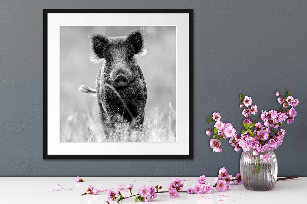 Neugieriges Wildschwein auf einem Feld, Monochrome Passepartout Detail Quadratisch