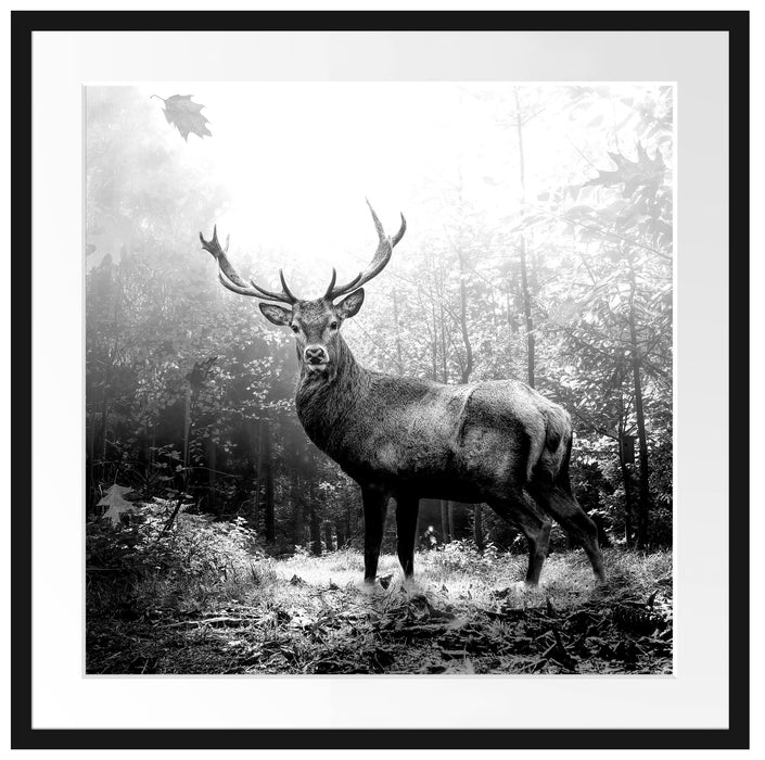 Hirsch im Wald mit fallenden Blättern, Monochrome Passepartout Quadratisch 70