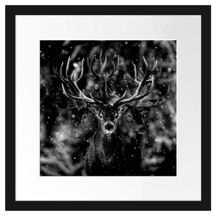 Machtvoller Hirsch im Winterwald, Monochrome Passepartout Quadratisch 40
