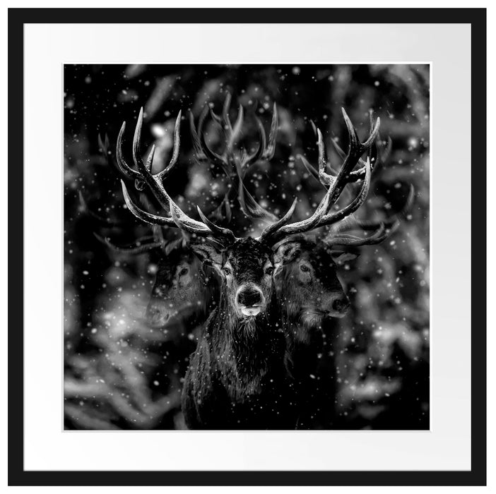 Machtvoller Hirsch im Winterwald, Monochrome Passepartout Quadratisch 55