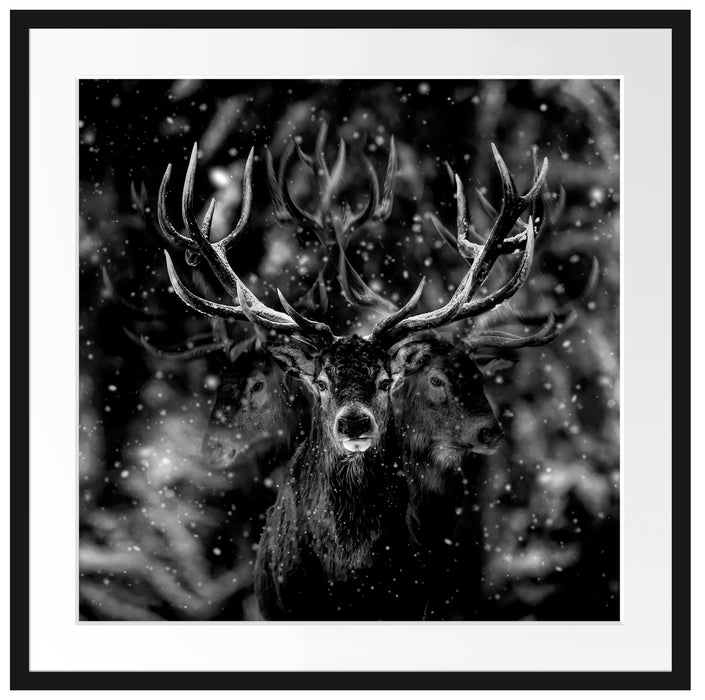 Machtvoller Hirsch im Winterwald, Monochrome Passepartout Quadratisch 70
