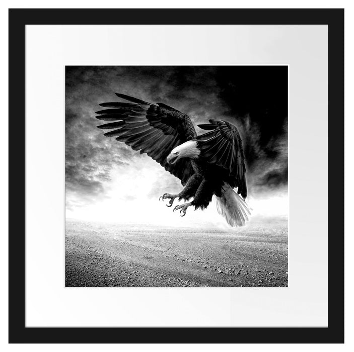 Angreifender Adler in Steinwüste, Monochrome Passepartout Quadratisch 40