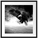 Angreifender Adler in Steinwüste, Monochrome Passepartout Quadratisch 55