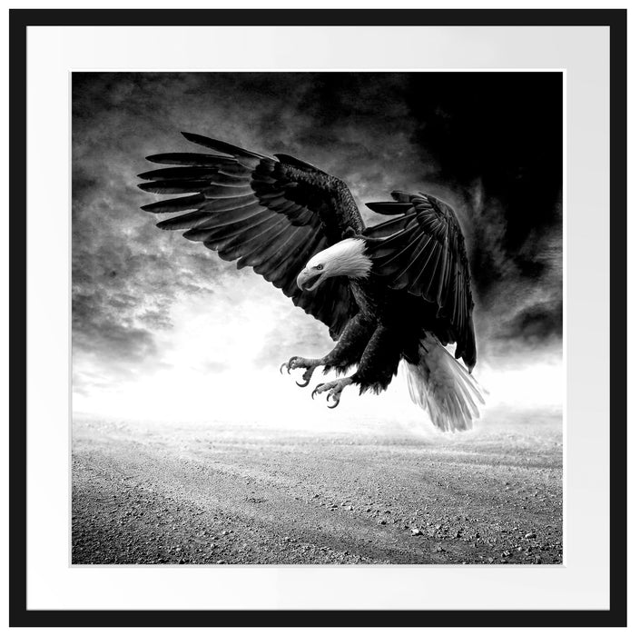 Angreifender Adler in Steinwüste, Monochrome Passepartout Quadratisch 70