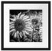 Sonnenblumen vor blauem Hintergrund, Monochrome Passepartout Quadratisch 40
