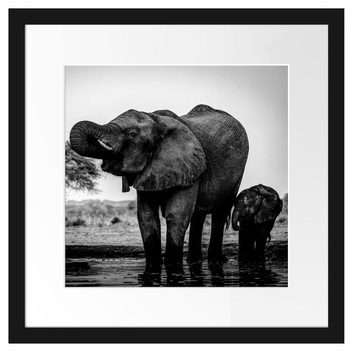Elefantenkuh mit Jungem am Wasserloch, Monochrome Passepartout Quadratisch 40