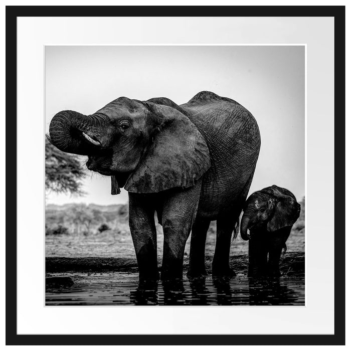 Elefantenkuh mit Jungem am Wasserloch, Monochrome Passepartout Quadratisch 55