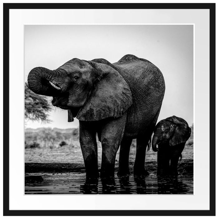 Elefantenkuh mit Jungem am Wasserloch, Monochrome Passepartout Quadratisch 70