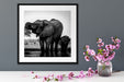 Elefantenkuh mit Jungem am Wasserloch, Monochrome Passepartout Detail Quadratisch